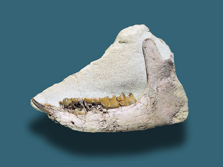 Brachypotherium