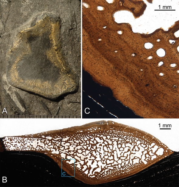 Mixosaurus Humerus