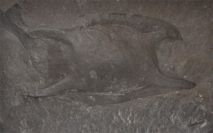 Raja Eikapsel